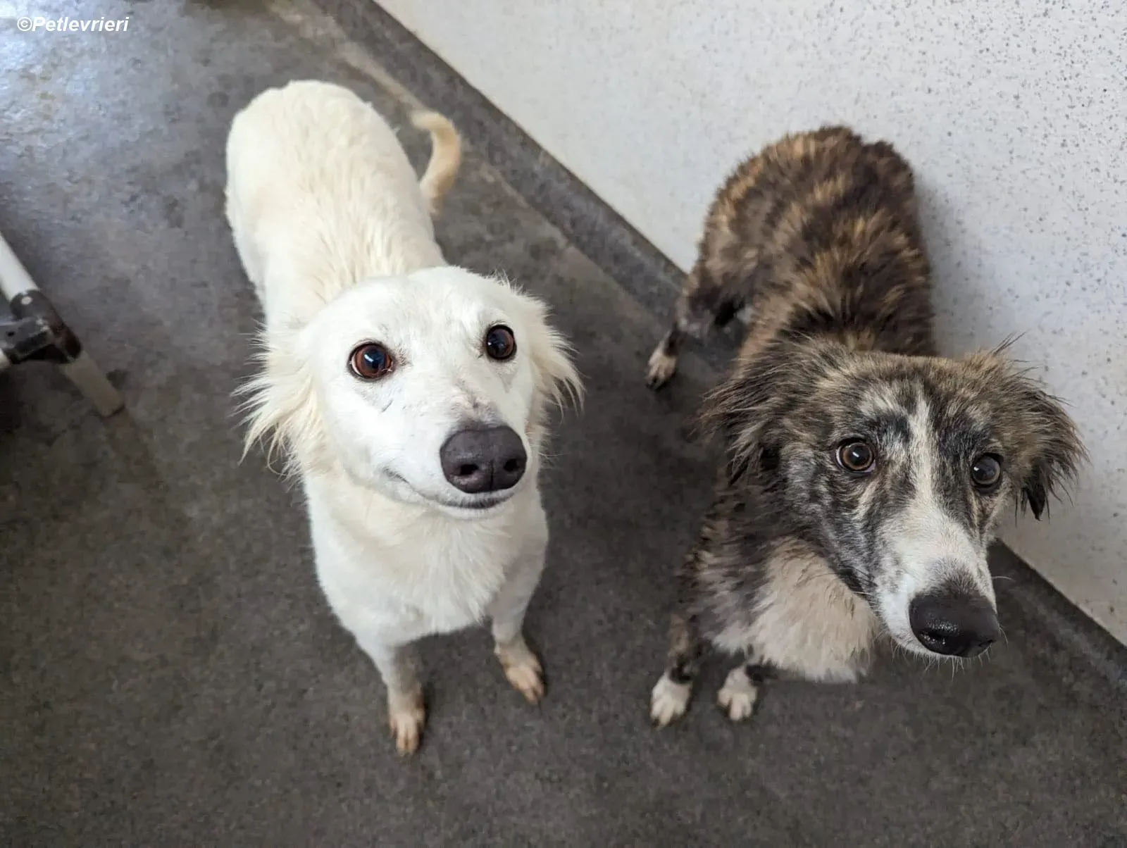 Kelly adozione levrieri greyhound 21