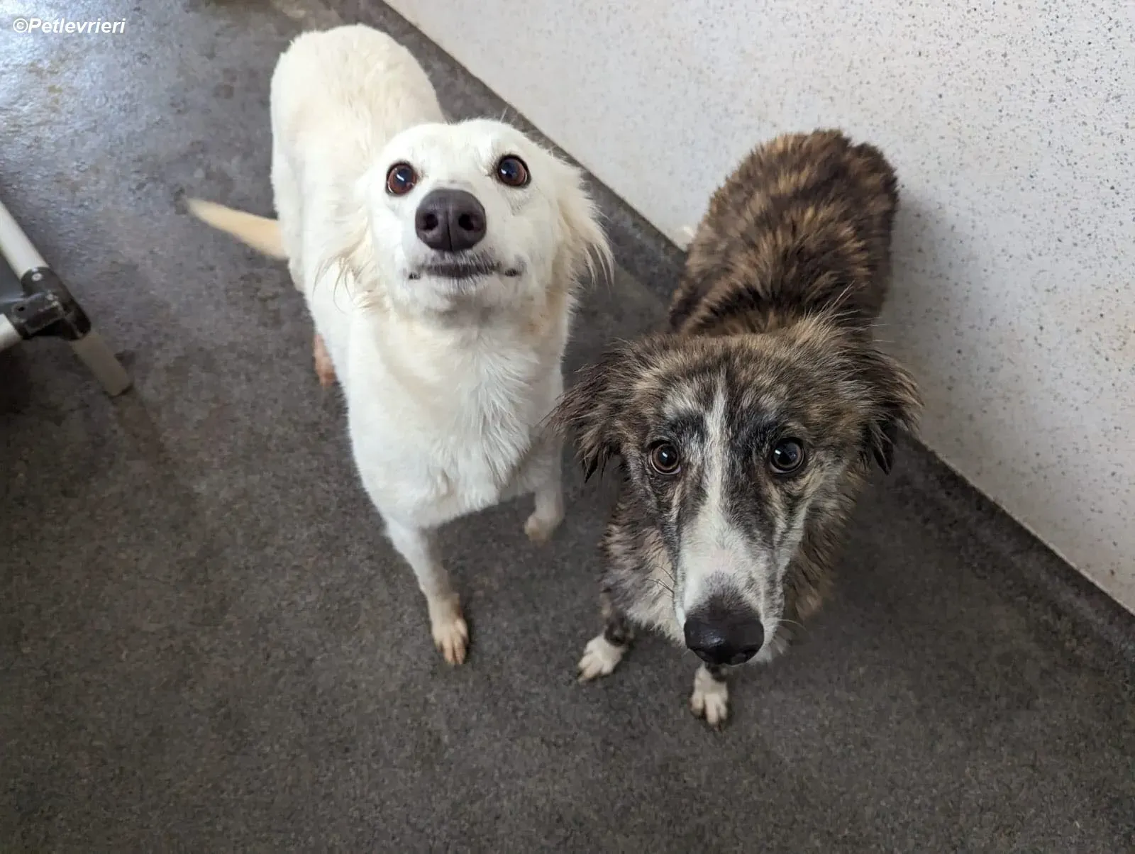 Kelly adozione levrieri greyhound 22