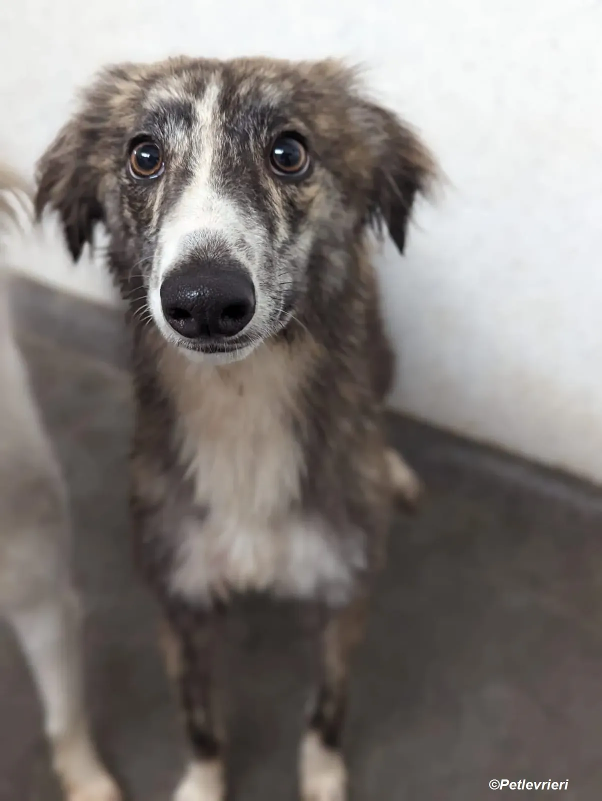 Kelly adozione levrieri greyhound 23