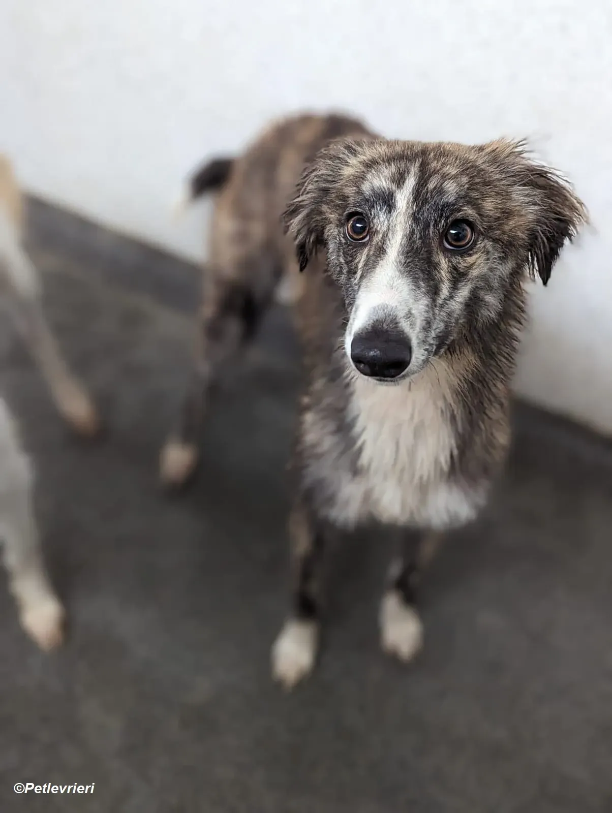 Kelly adozione levrieri greyhound 24