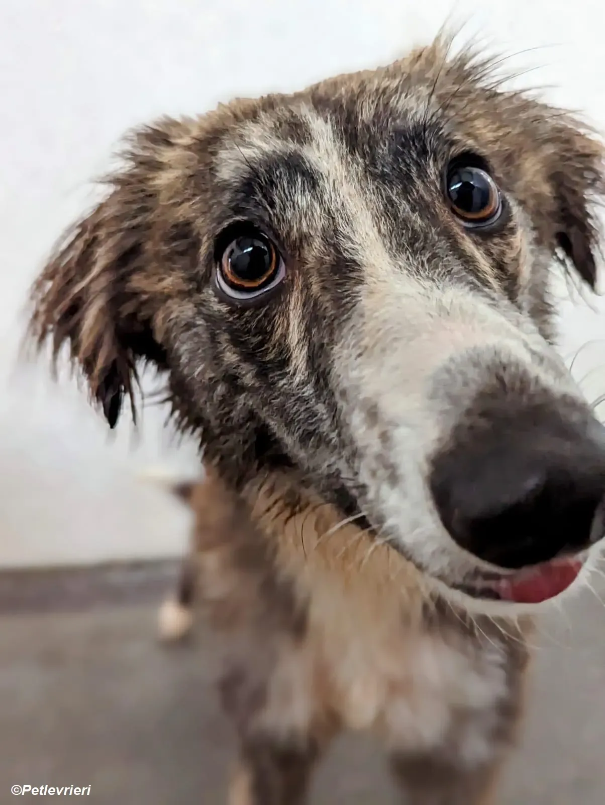 Kelly adozione levrieri greyhound 25