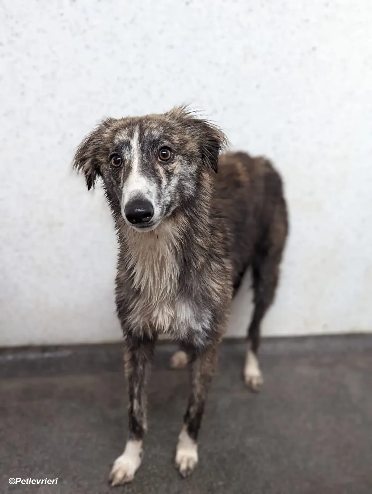 Kelly adozione levrieri greyhound 27