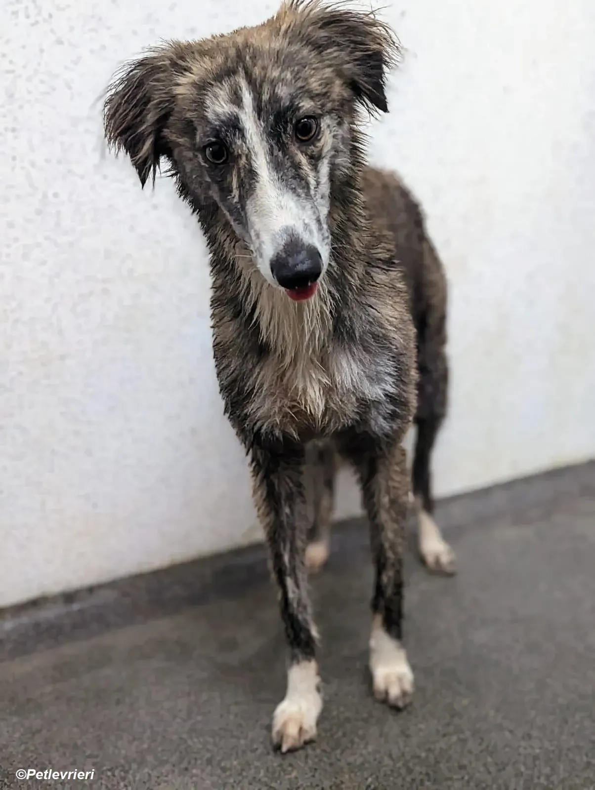 Kelly adozione levrieri greyhound 28