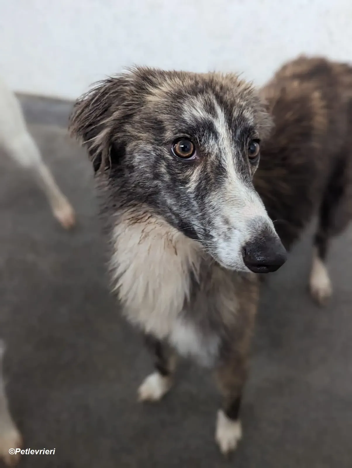 Kelly adozione levrieri greyhound 29