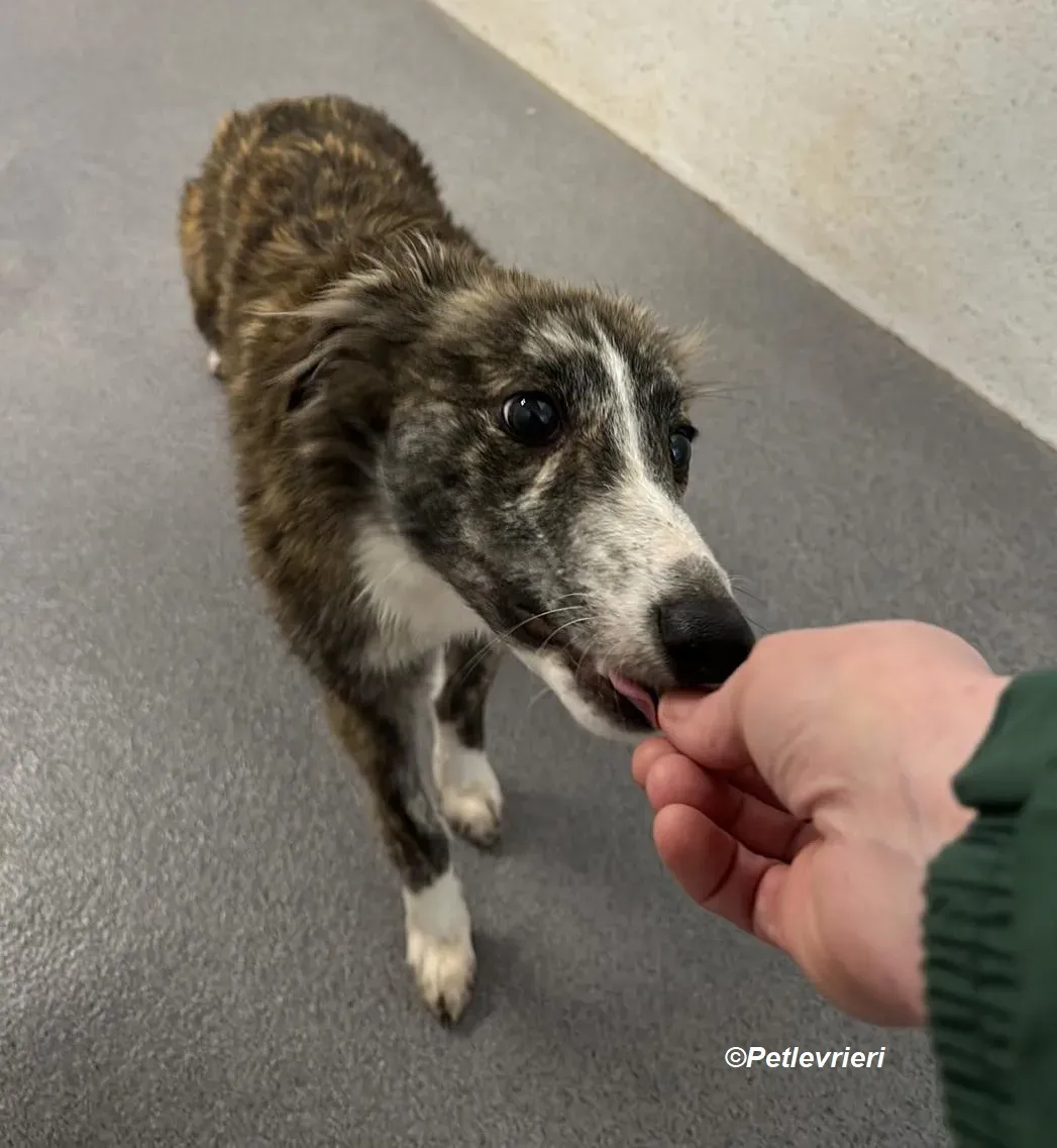 Kelly adozione levrieri greyhound 3