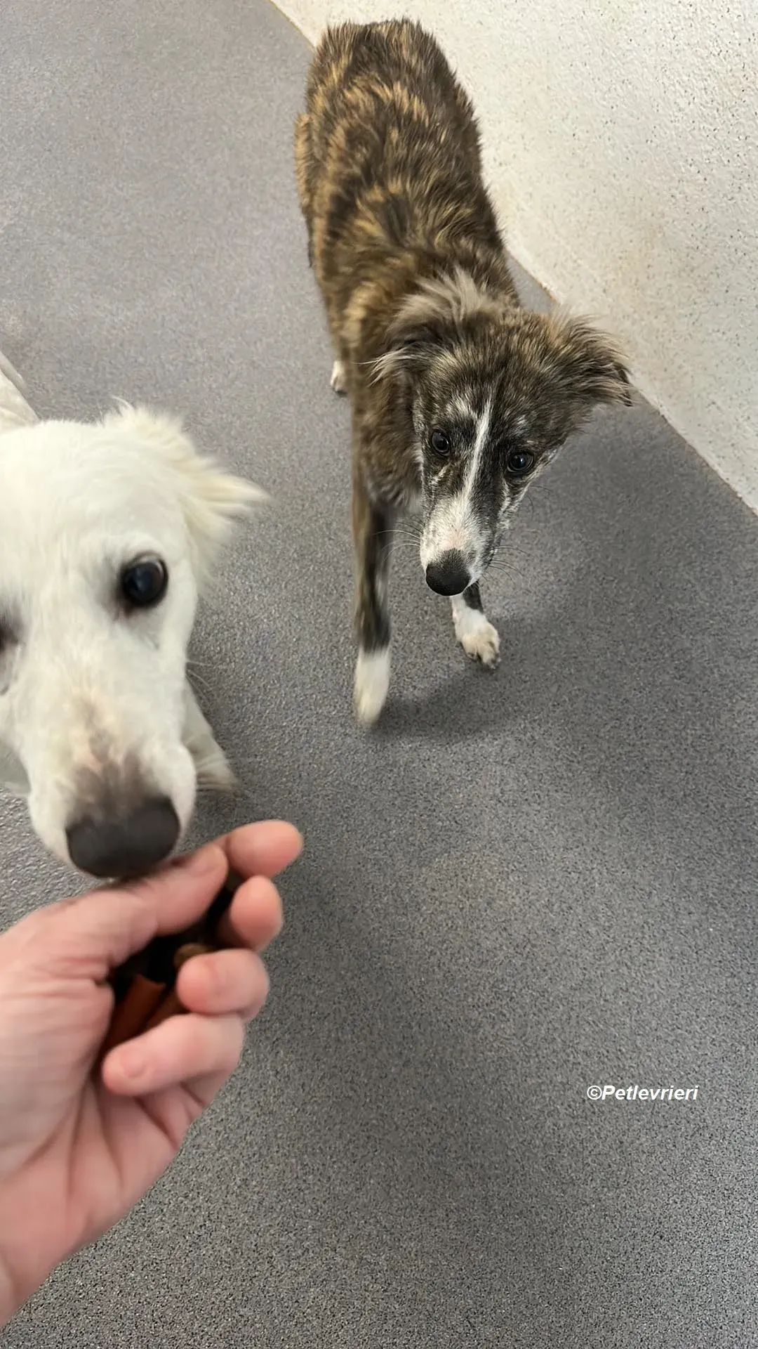 Kelly adozione levrieri greyhound 4