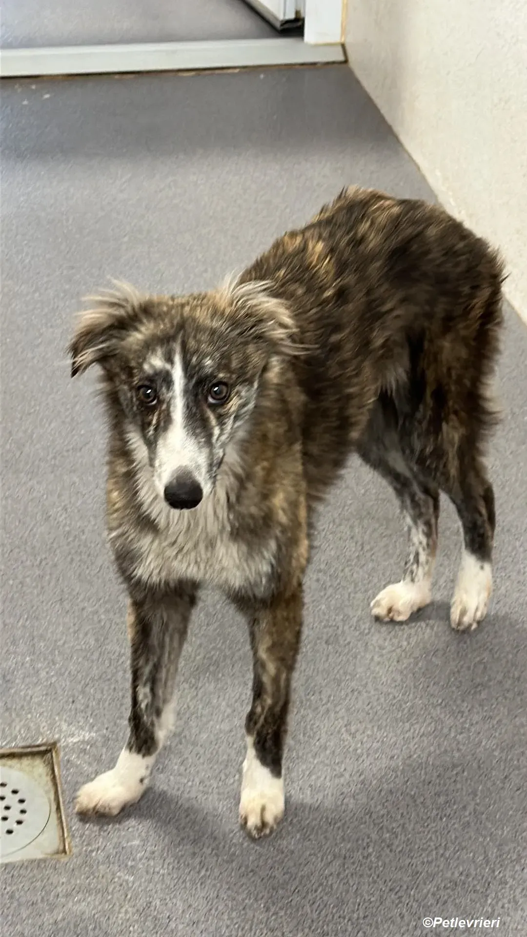 Kelly adozione levrieri greyhound 5