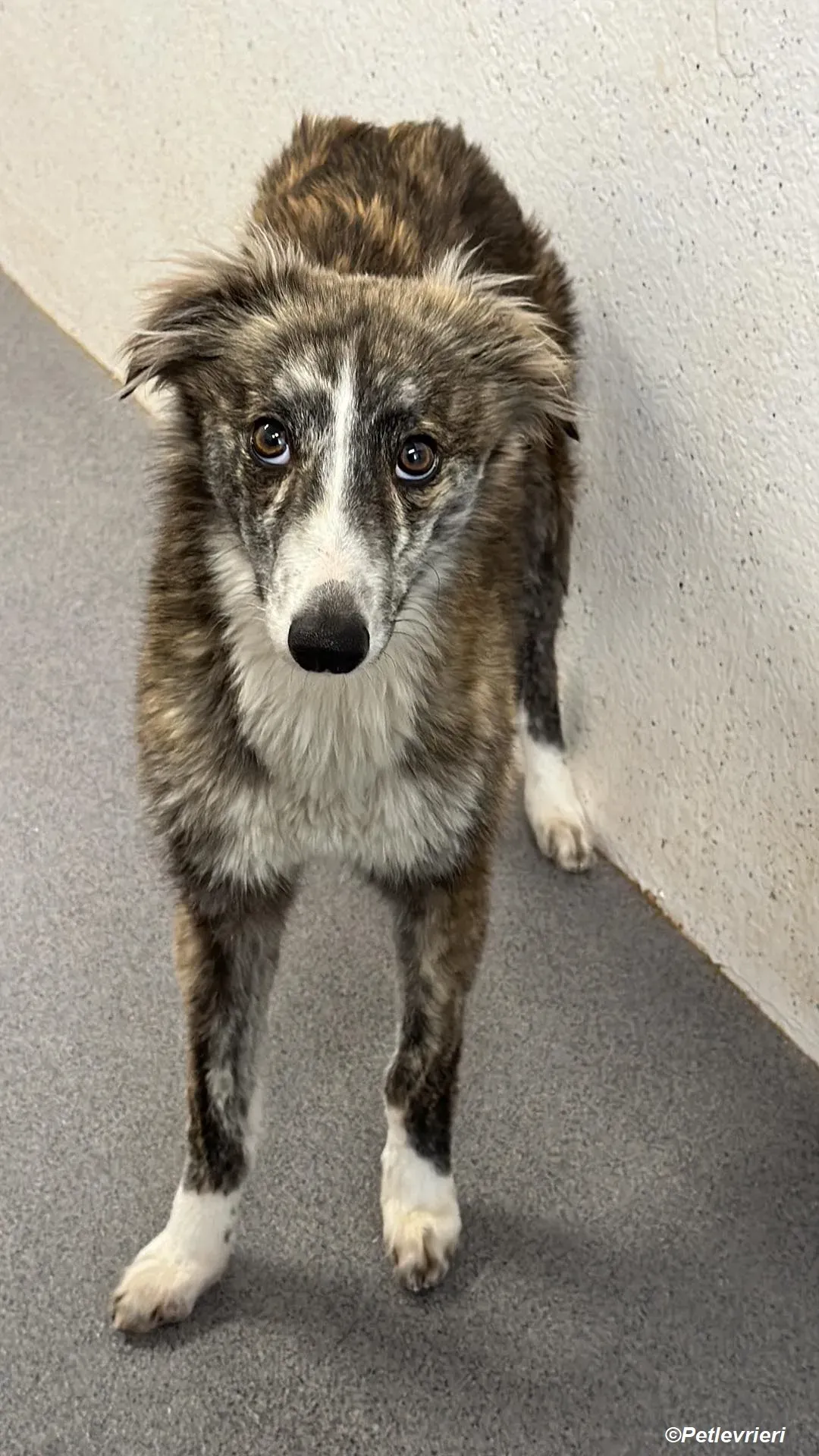 Kelly adozione levrieri greyhound 6