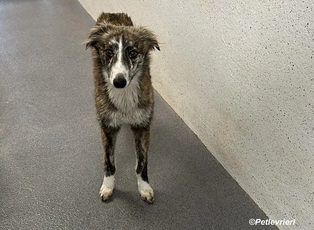 Kelly adozione levrieri greyhound 7