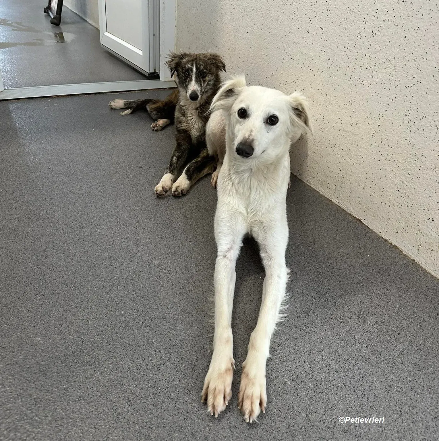 Kelly adozione levrieri greyhound 8