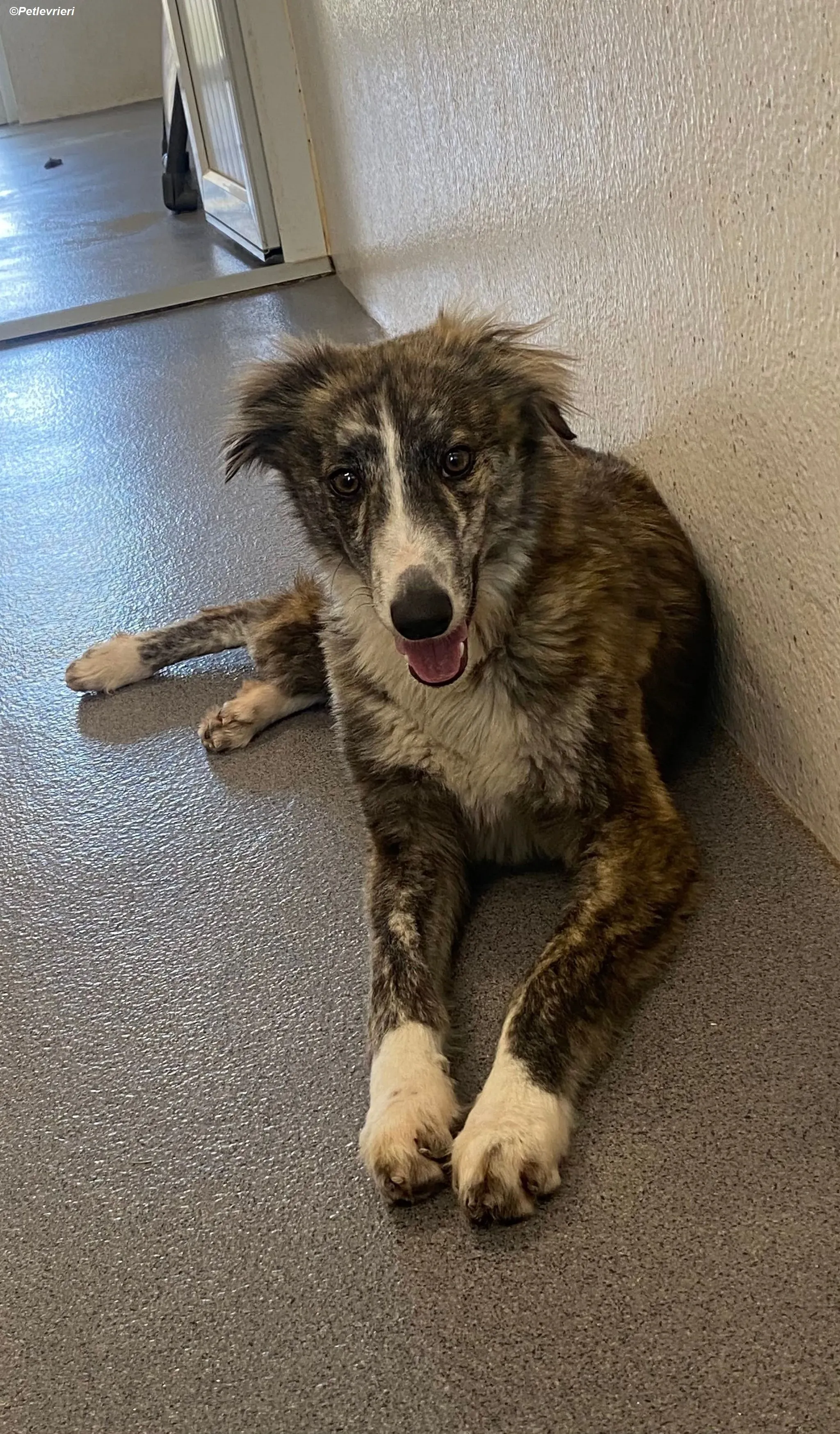 Kelly adozione levrieri greyhound 9