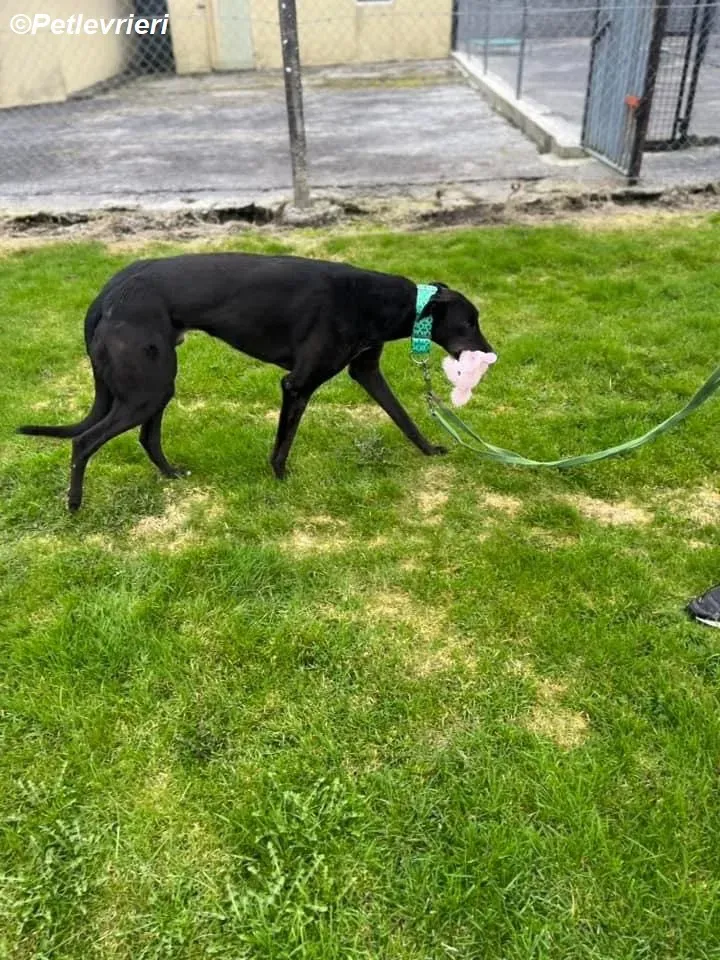 Kenny adozione levrieri greyhound 1