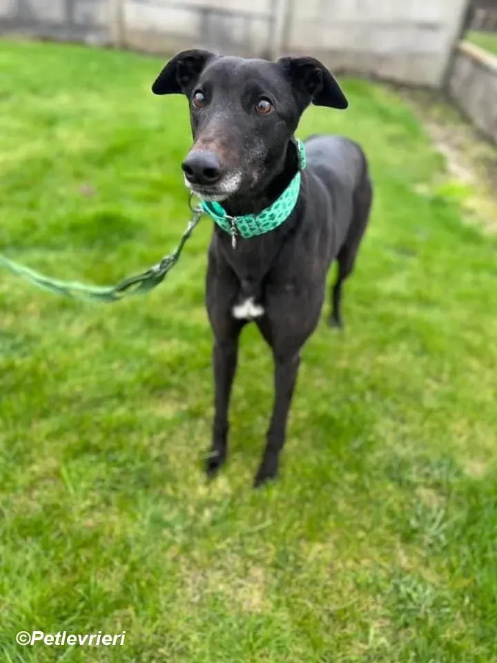 Kenny adozione levrieri greyhound 2