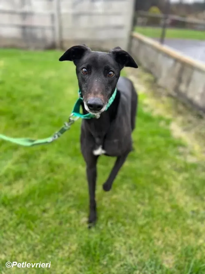 Kenny adozione levrieri greyhound 3