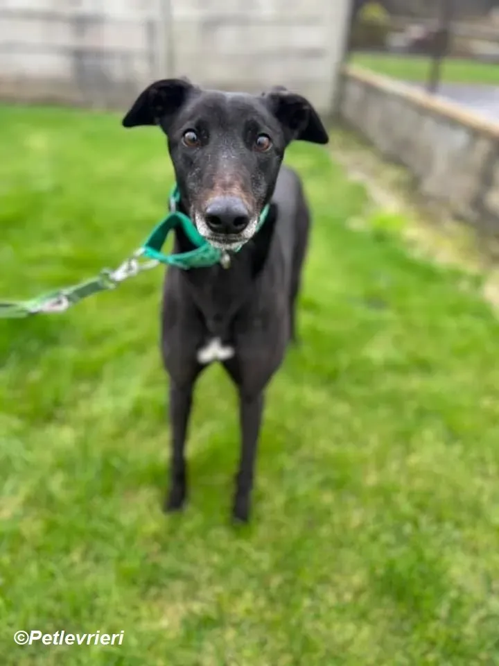 Kenny adozione levrieri greyhound 4