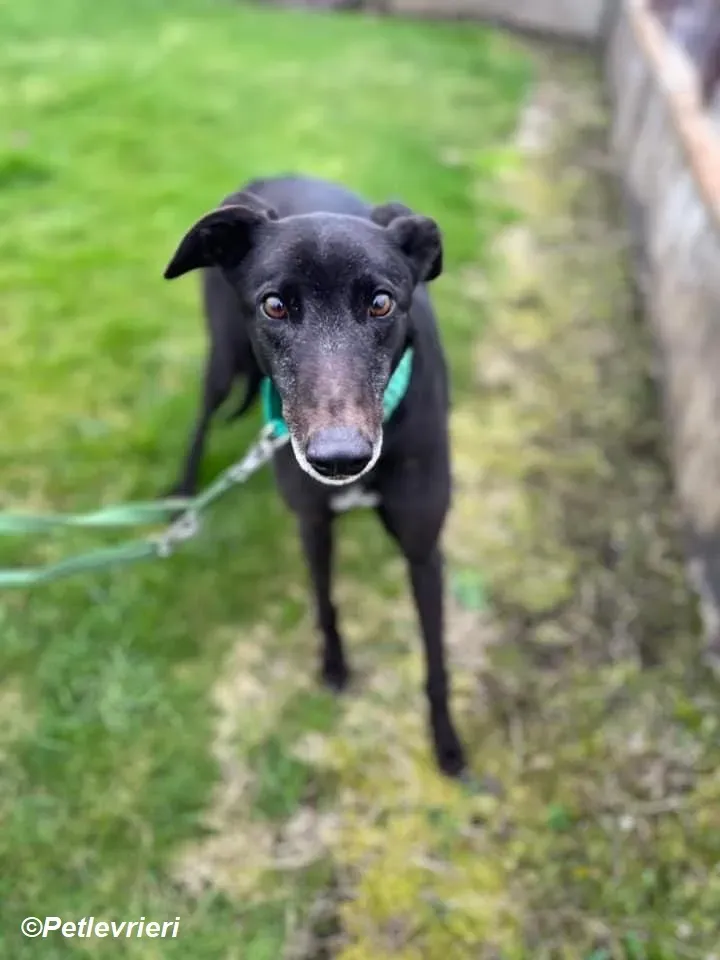 Kenny adozione levrieri greyhound 5