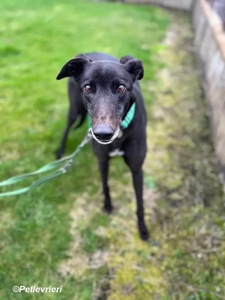 Kenny adozione levrieri greyhound 6