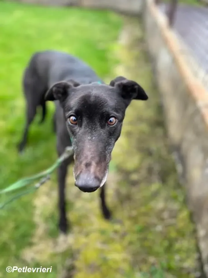 Kenny adozione levrieri greyhound 7