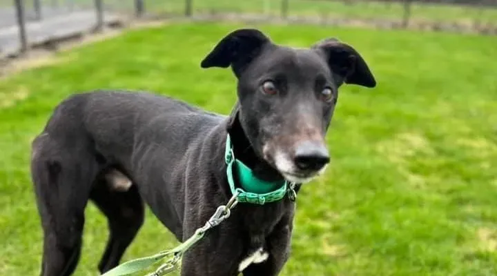 Kenny adozione levrieri greyhound 8 e1681278463658