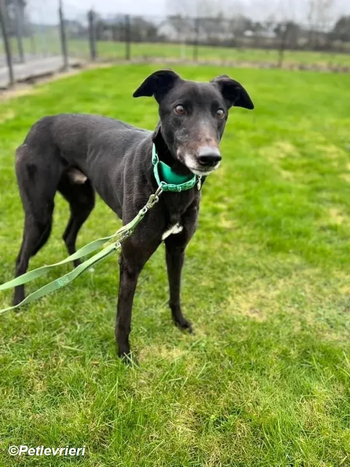 Kenny adozione levrieri greyhound 9