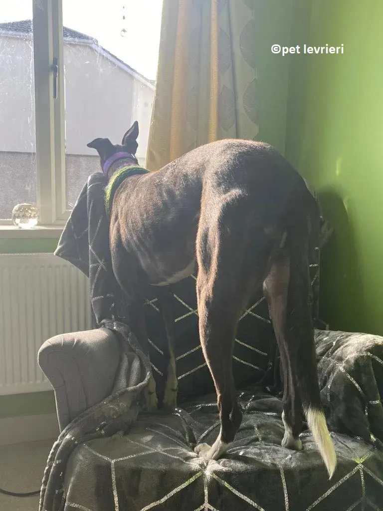 Kermit adozione levriero greyhound1