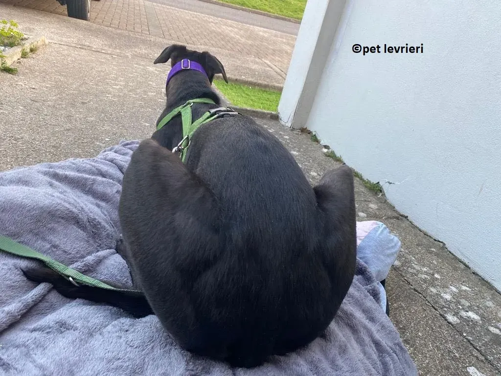 Kermit adozione levriero greyhound2