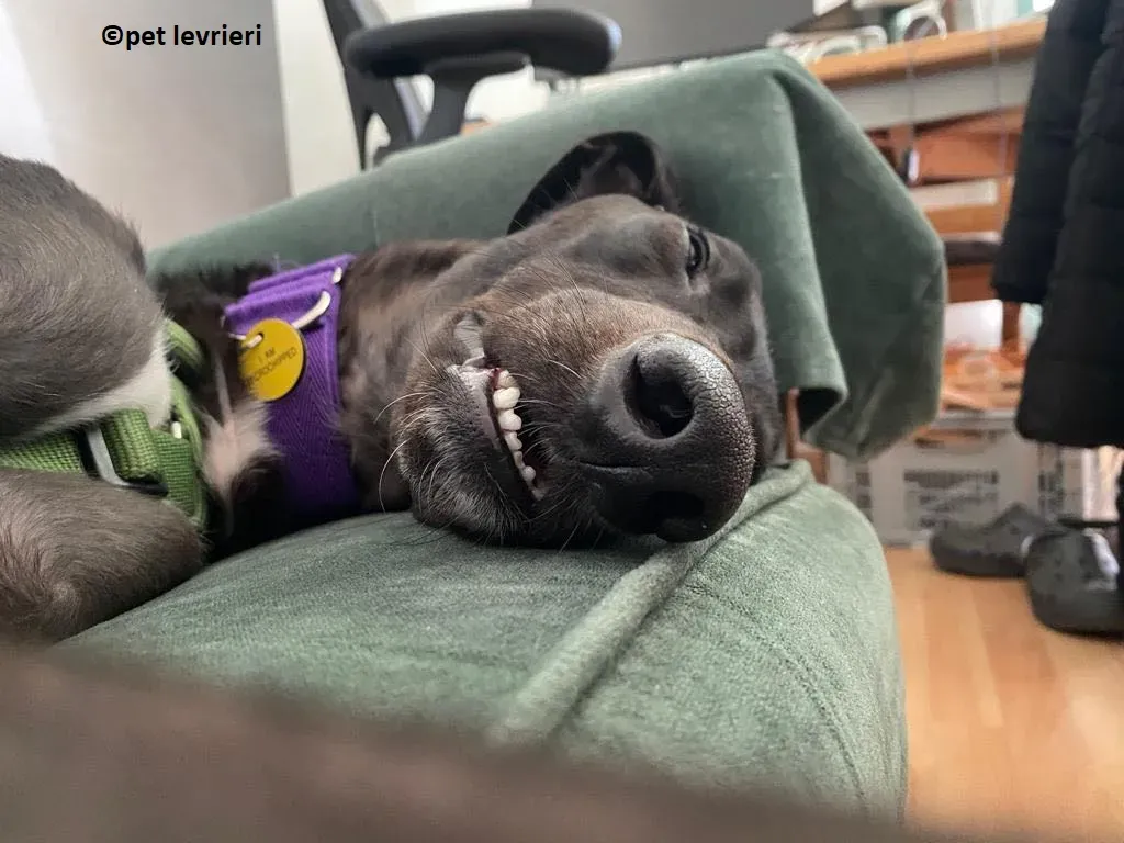 Kermit adozione levriero greyhound3