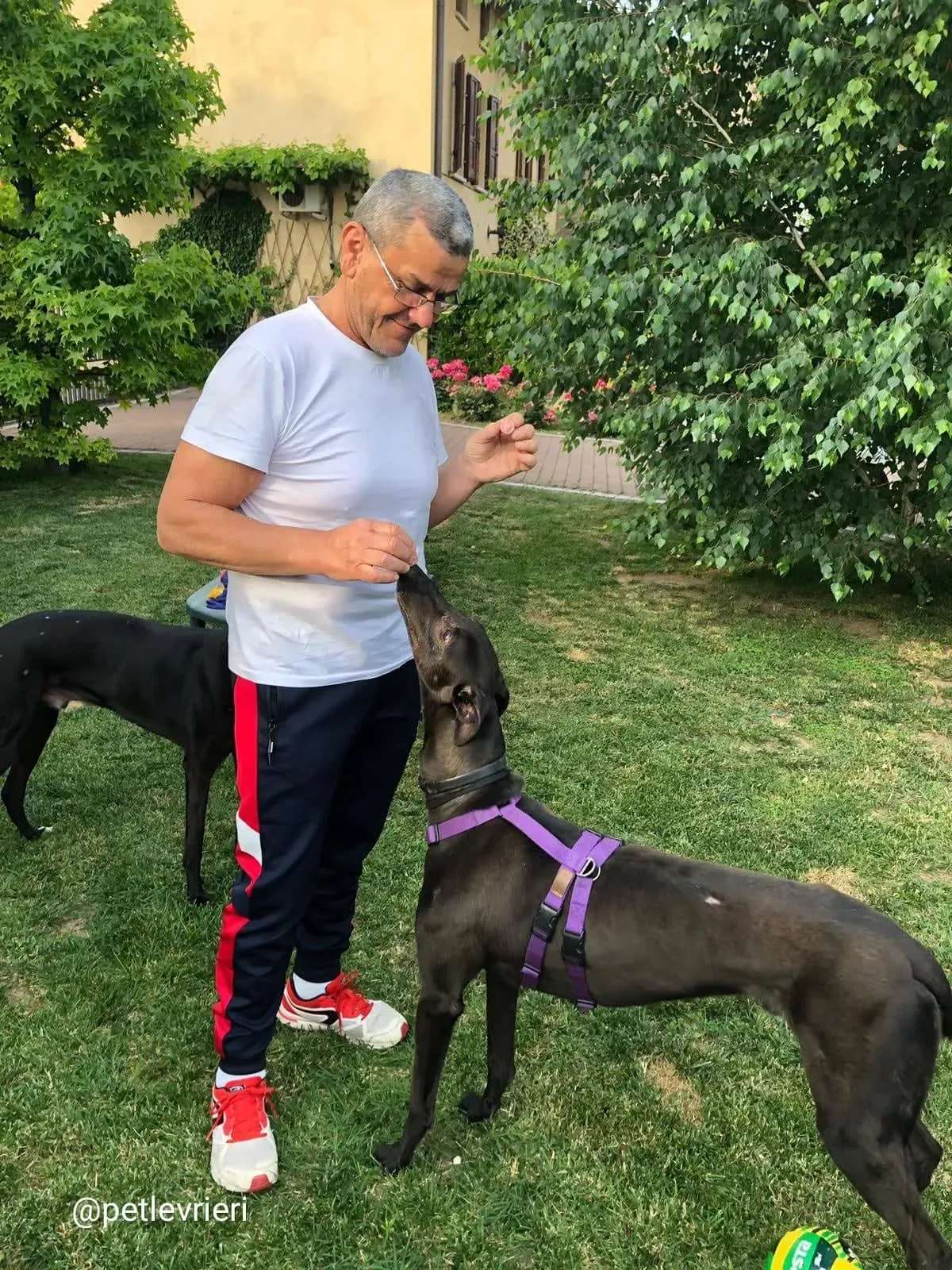 Keroma adozione greyhound macao 1