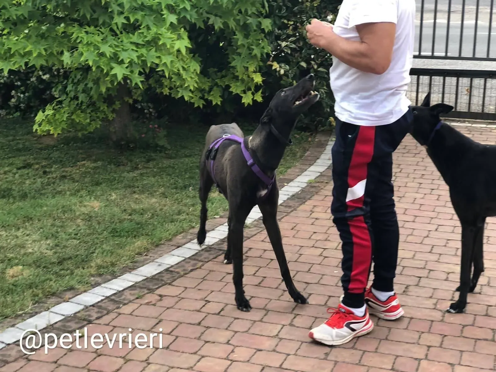 Keroma adozione greyhound macao 2