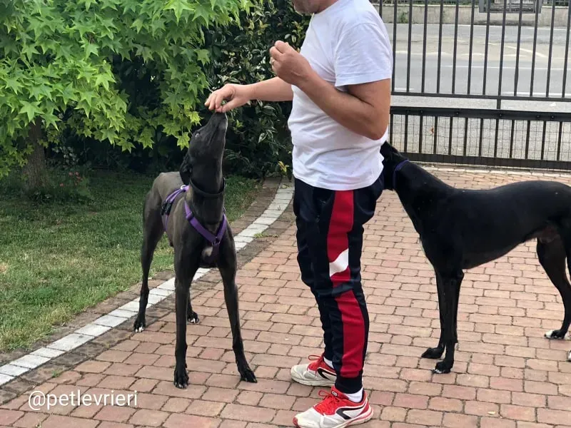 Keroma adozione greyhound macao 3