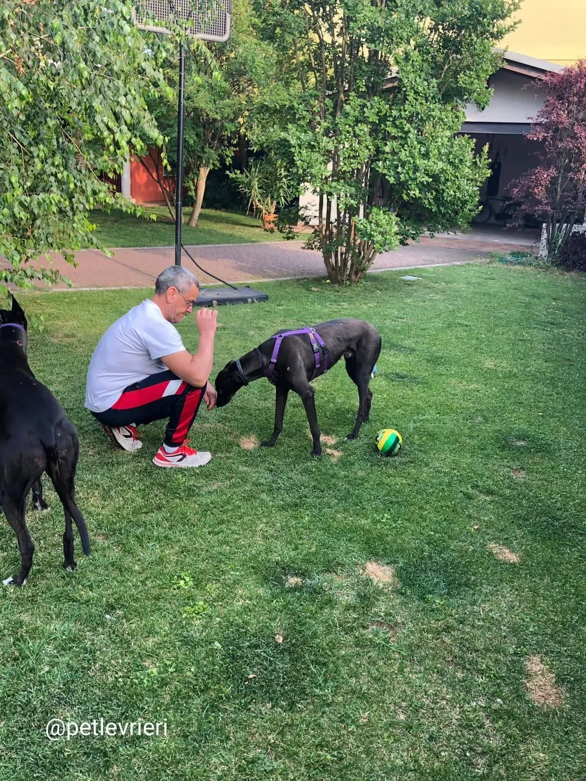 Keroma adozione greyhound macao 4