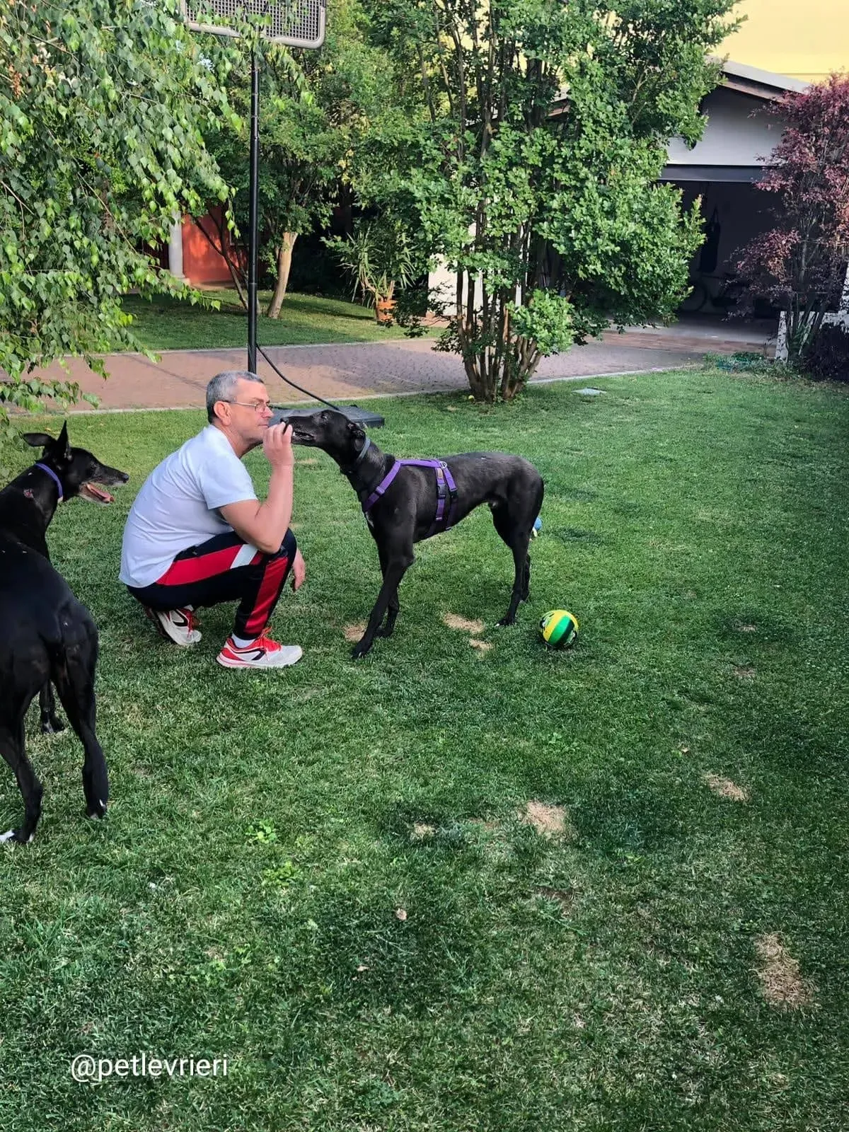 Keroma adozione greyhound macao 5