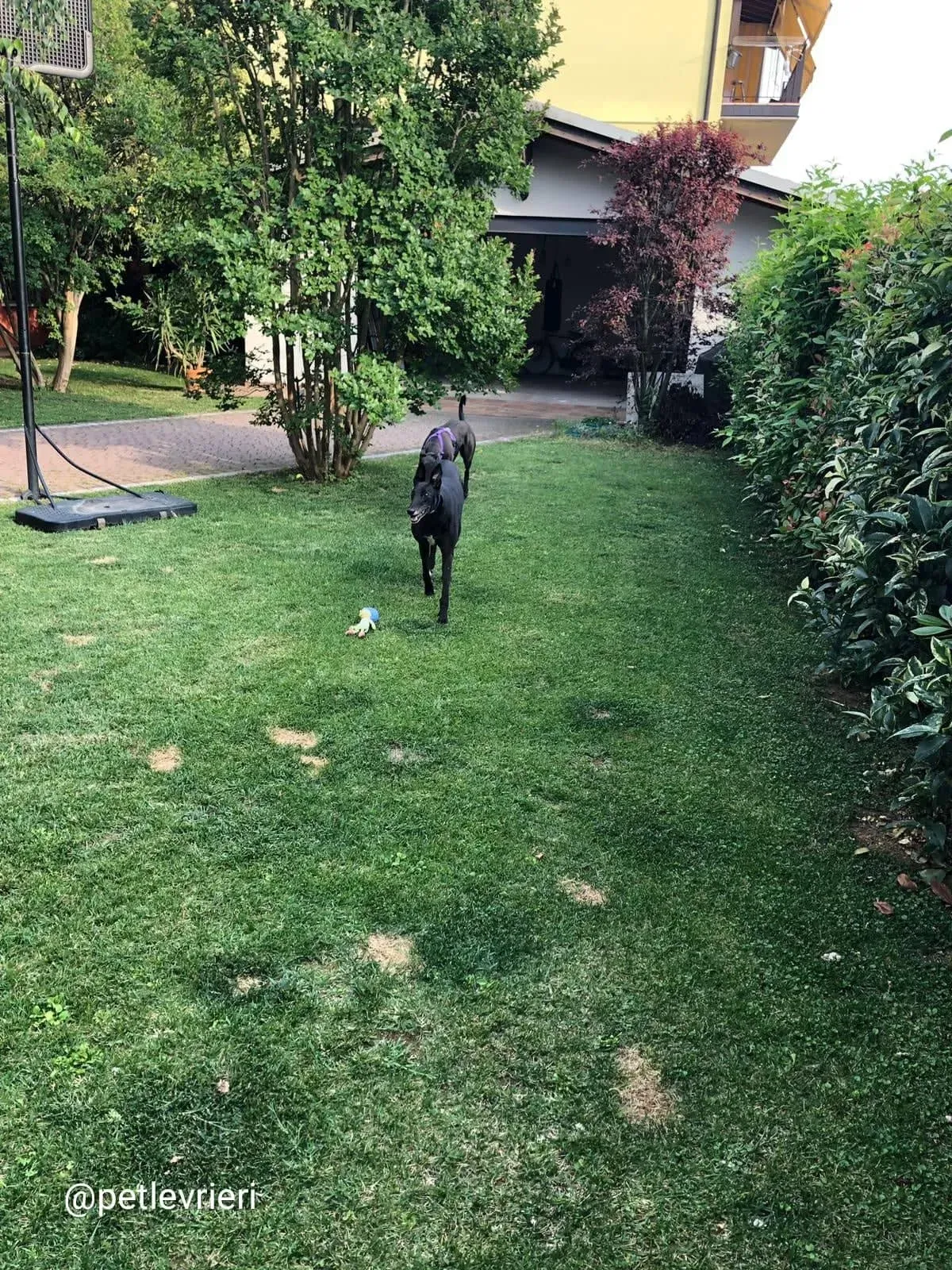 Keroma adozione greyhound macao