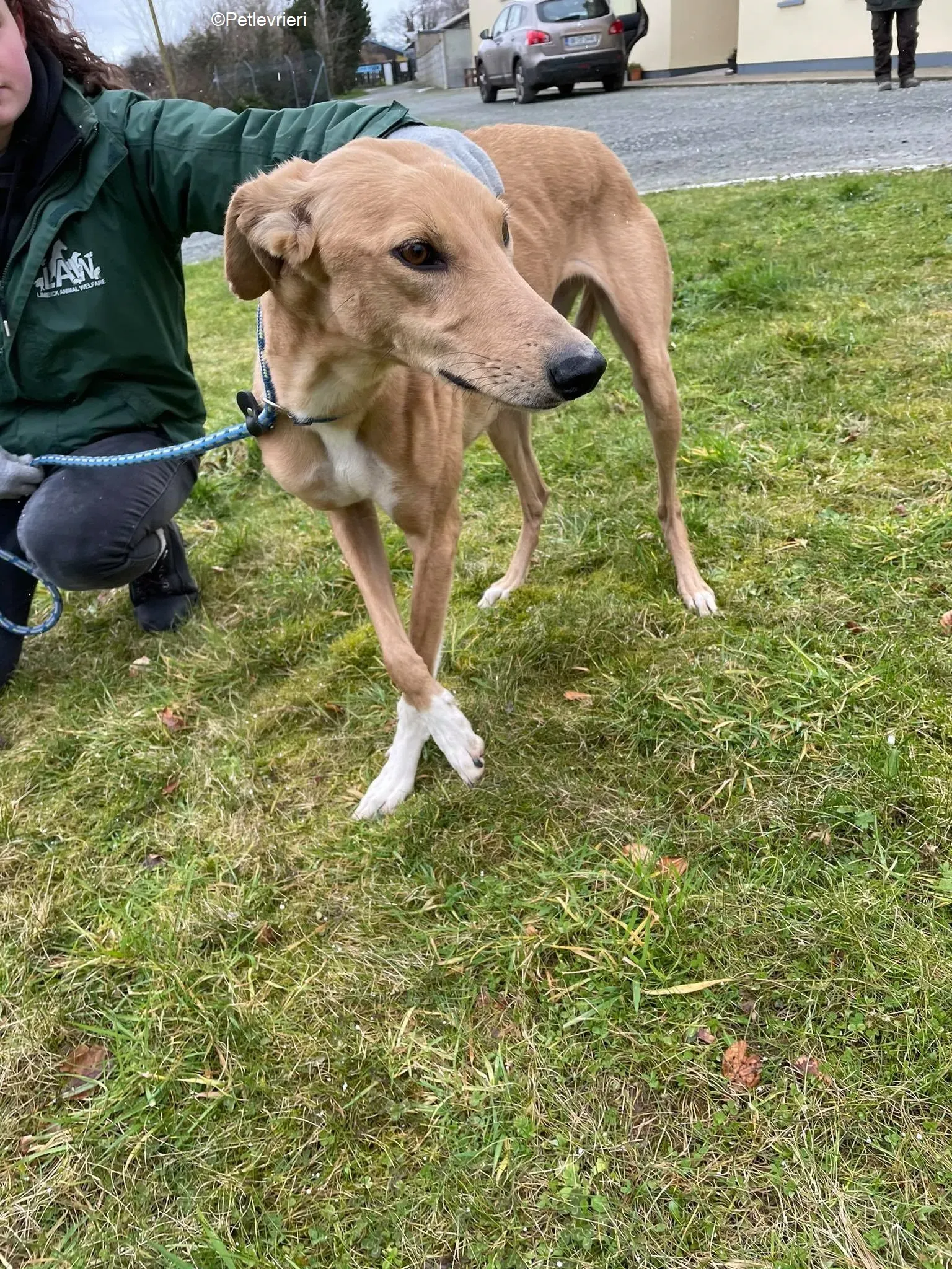 Kerry adozione levrieri greyhound 1