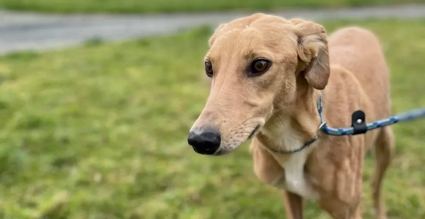 Kerry adozione levrieri greyhound 10 e1612943718684