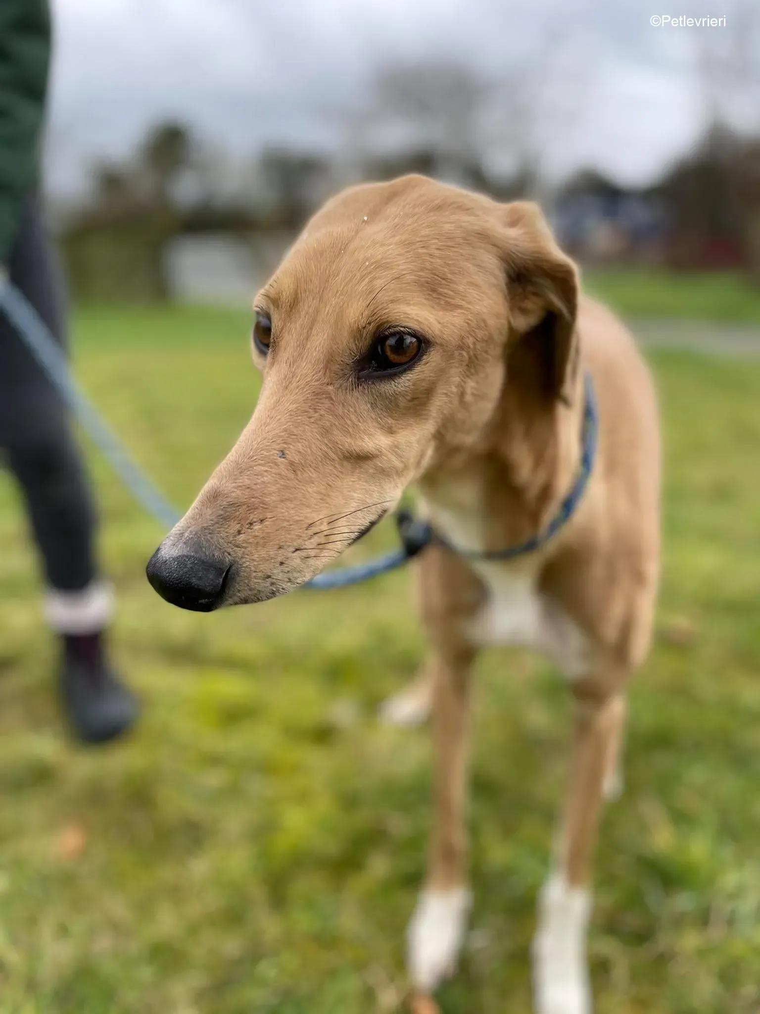 Kerry adozione levrieri greyhound 11