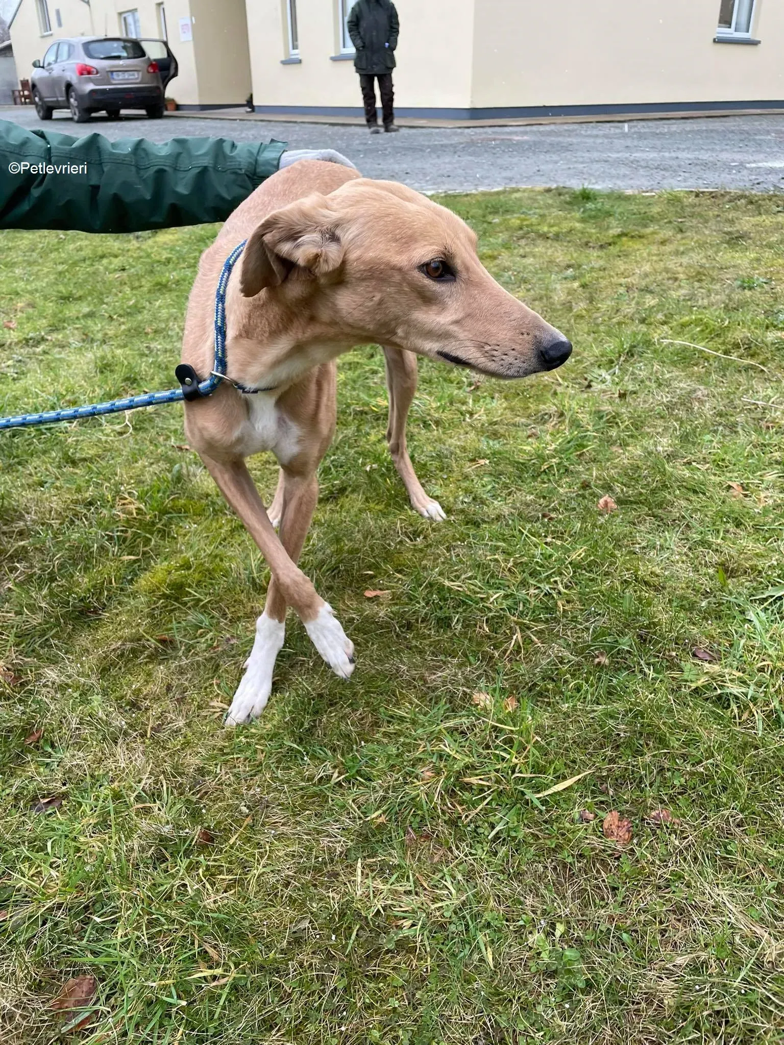 Kerry adozione levrieri greyhound 2