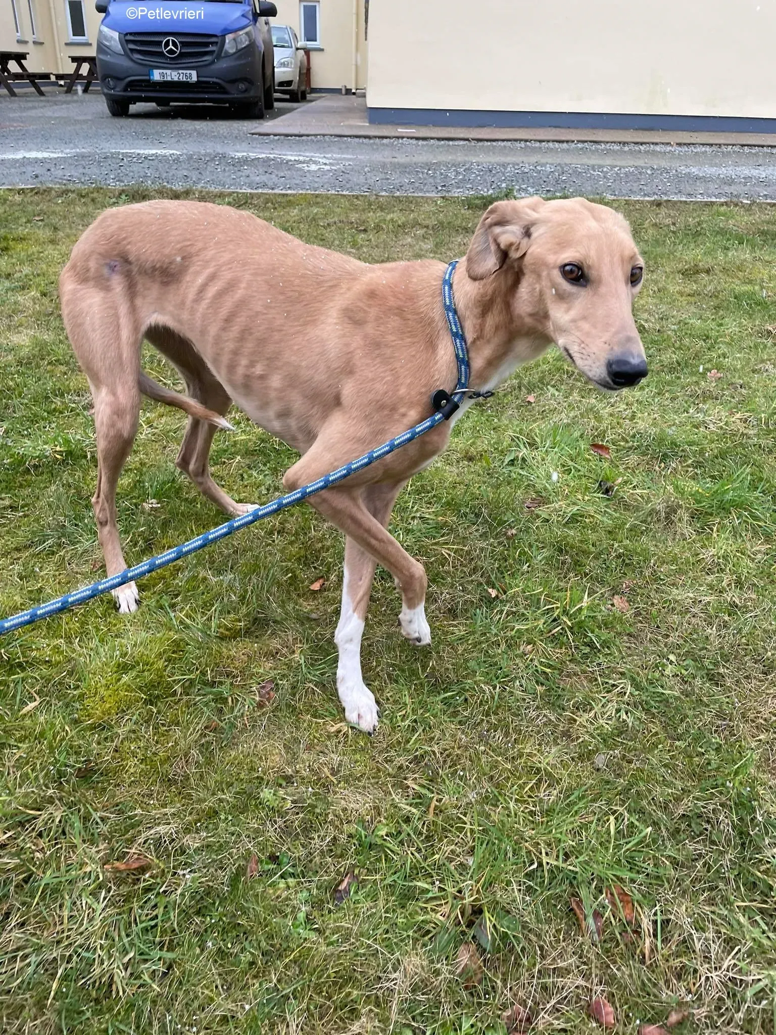 Kerry adozione levrieri greyhound 3