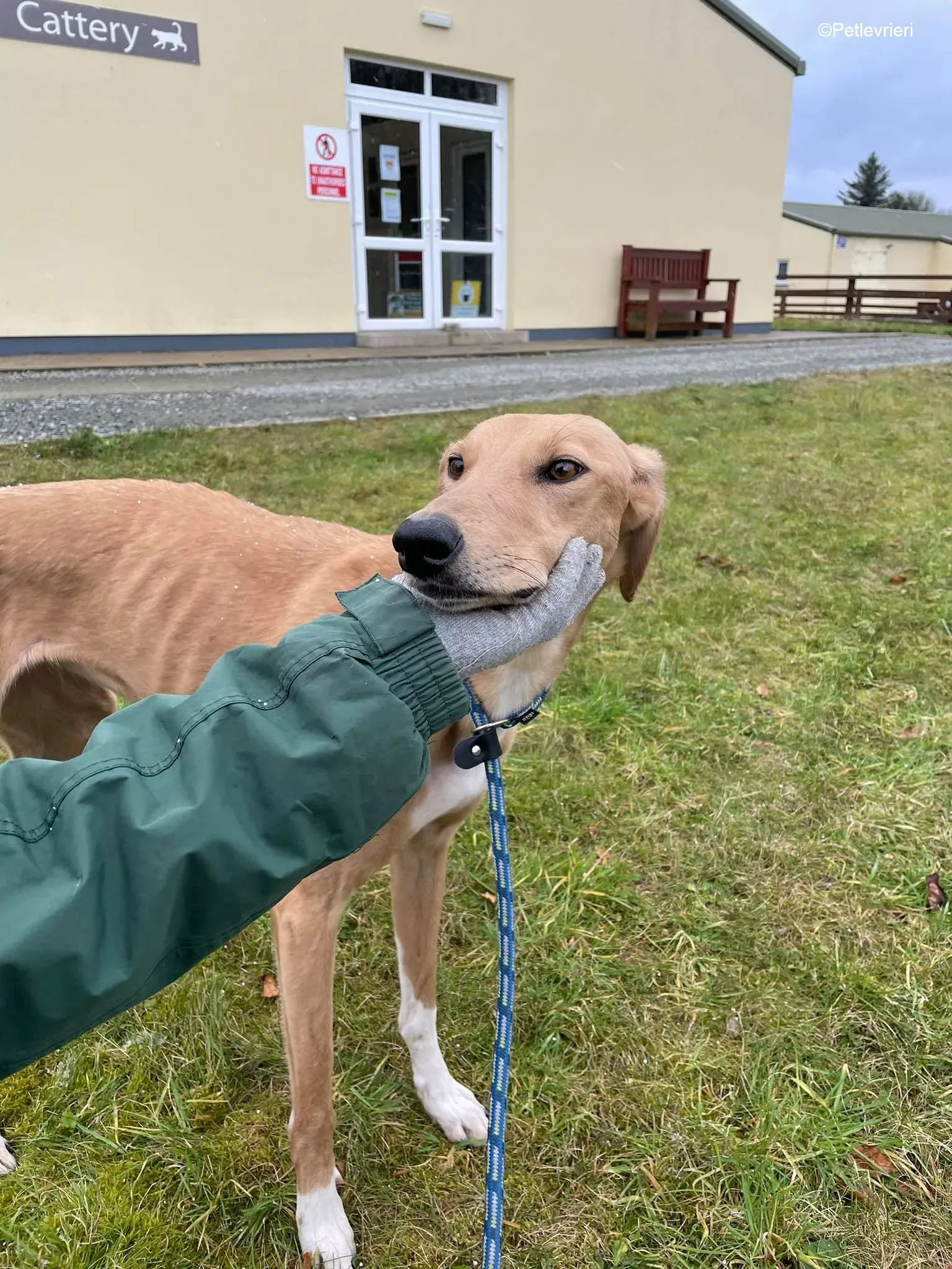 Kerry adozione levrieri greyhound 4