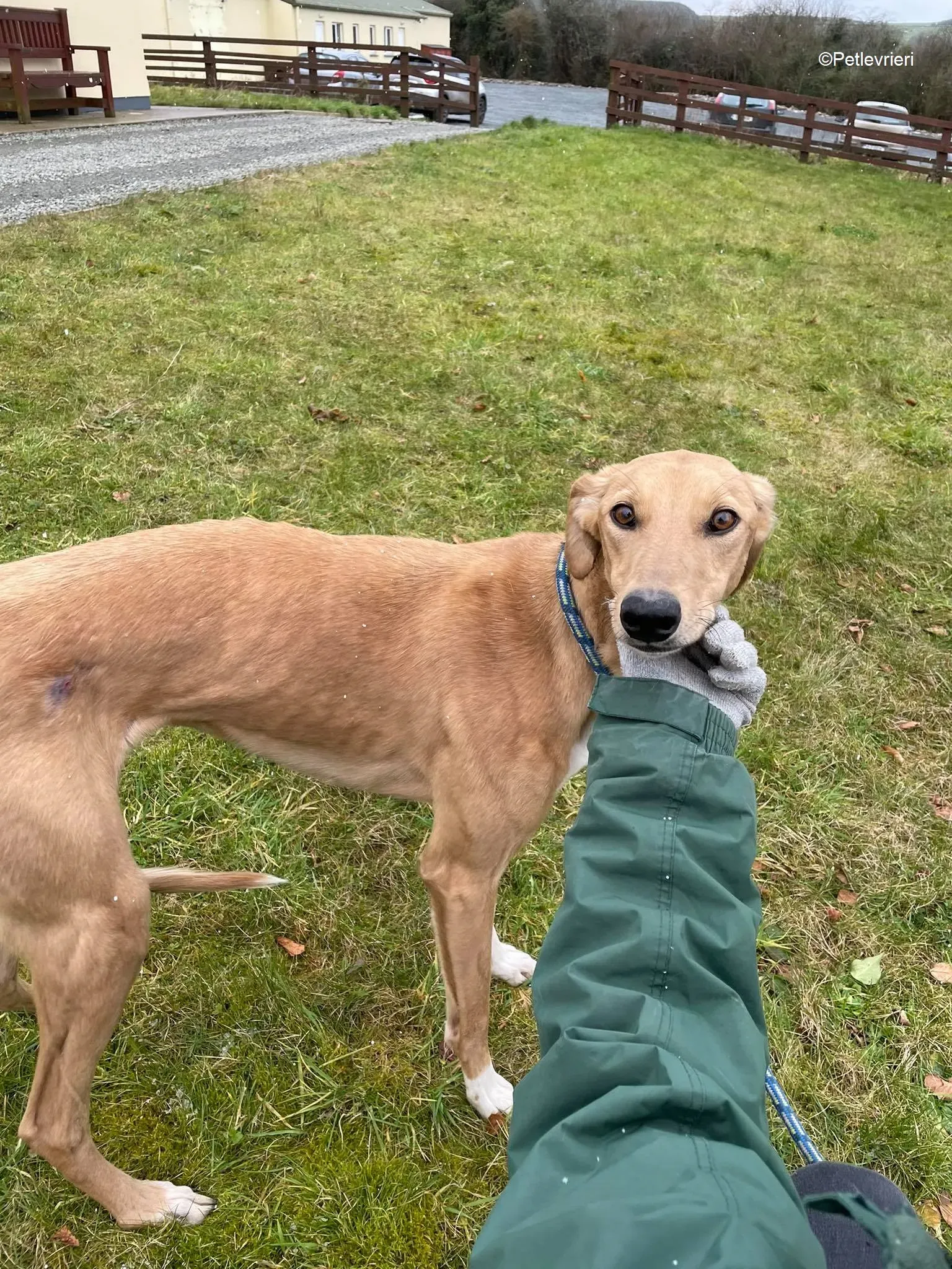 Kerry adozione levrieri greyhound 5