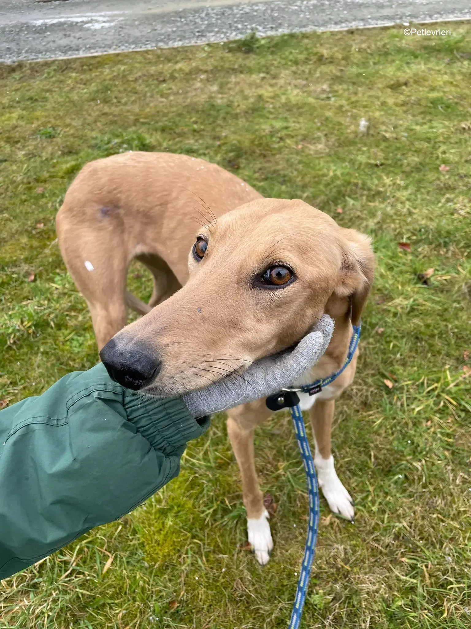 Kerry adozione levrieri greyhound 6