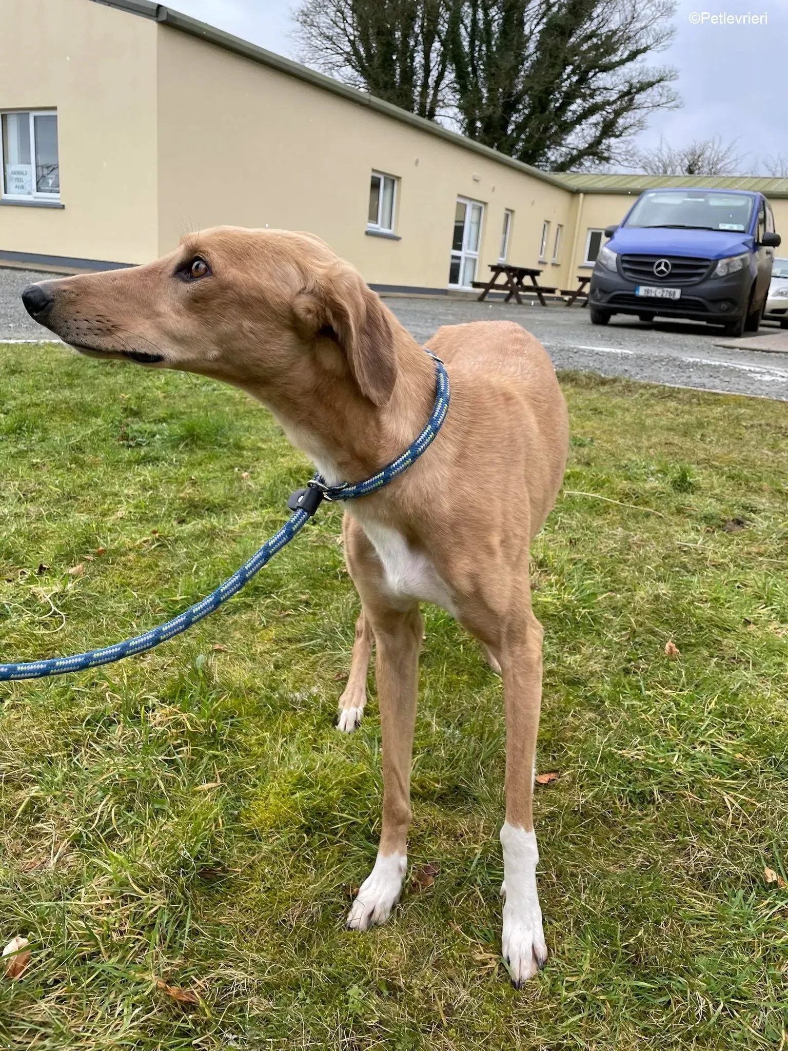 Kerry adozione levrieri greyhound 7