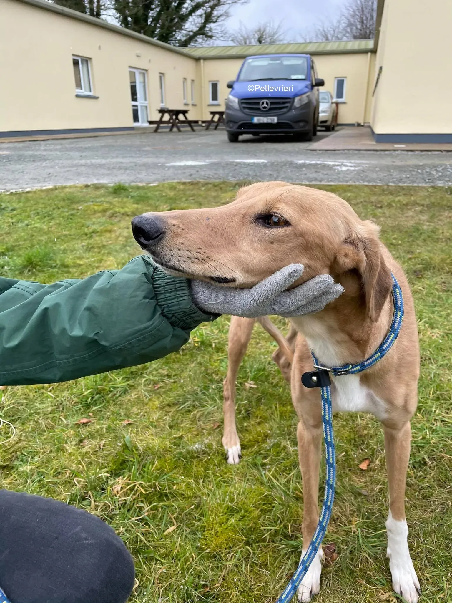 Kerry adozione levrieri greyhound 8