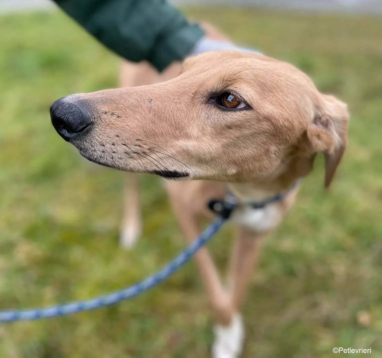 Kerry adozione levrieri greyhound 9 e1612943508349