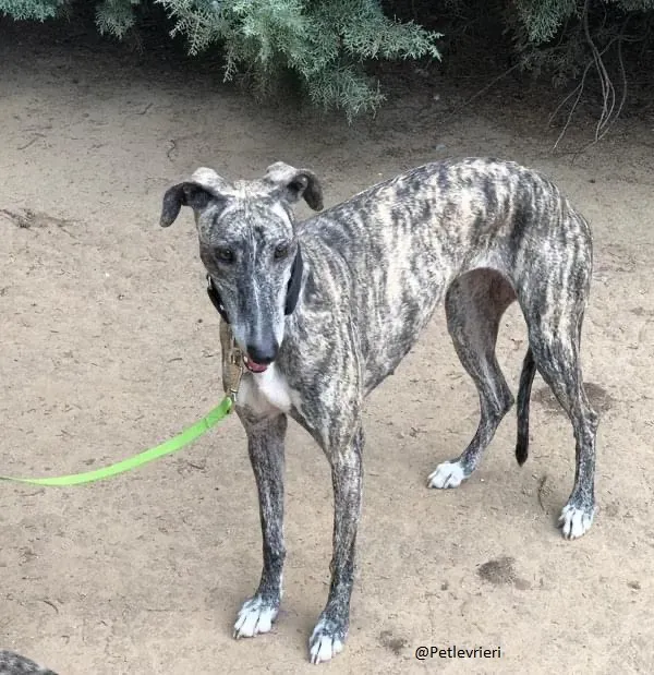 Kesha Galgo.brindle adozione levrieri 1