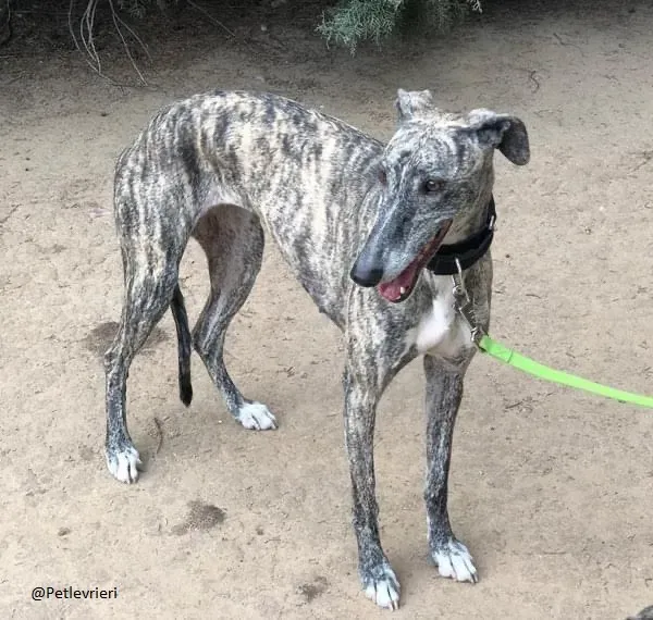 Kesha Galgo.brindle adozione levrieri 2