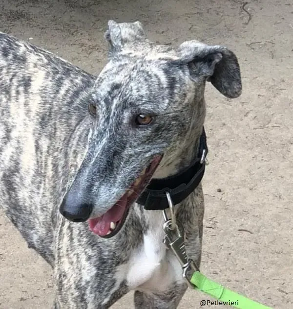 Kesha Galgo.brindle adozione levrieri 3