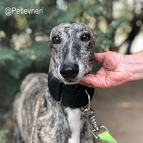 Kesha adozione levrieri galgo 1