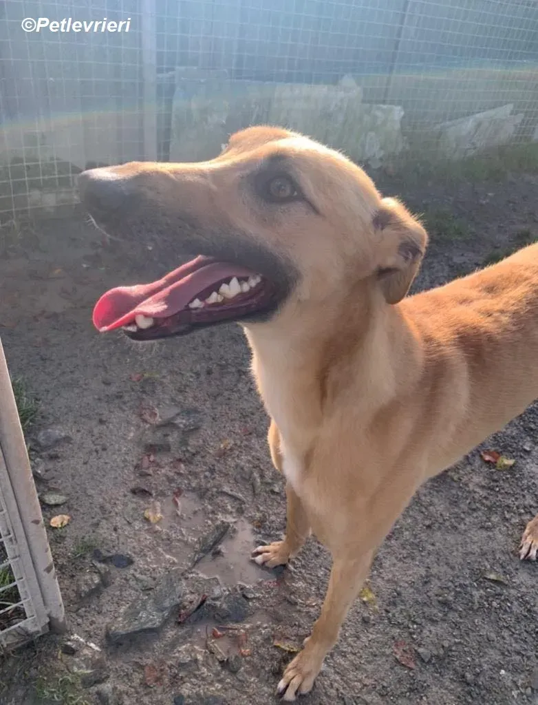 Kevin adozione levrieri greyhound 1