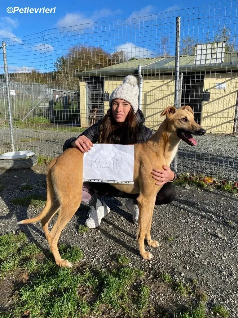 Kevin adozione levrieri greyhound 10